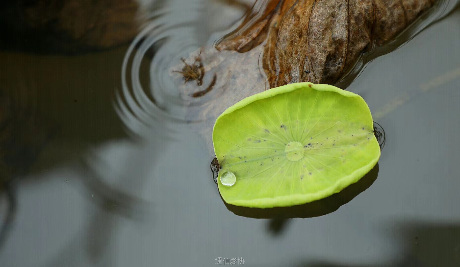 叶晖 《禅意》 Canon.jpg