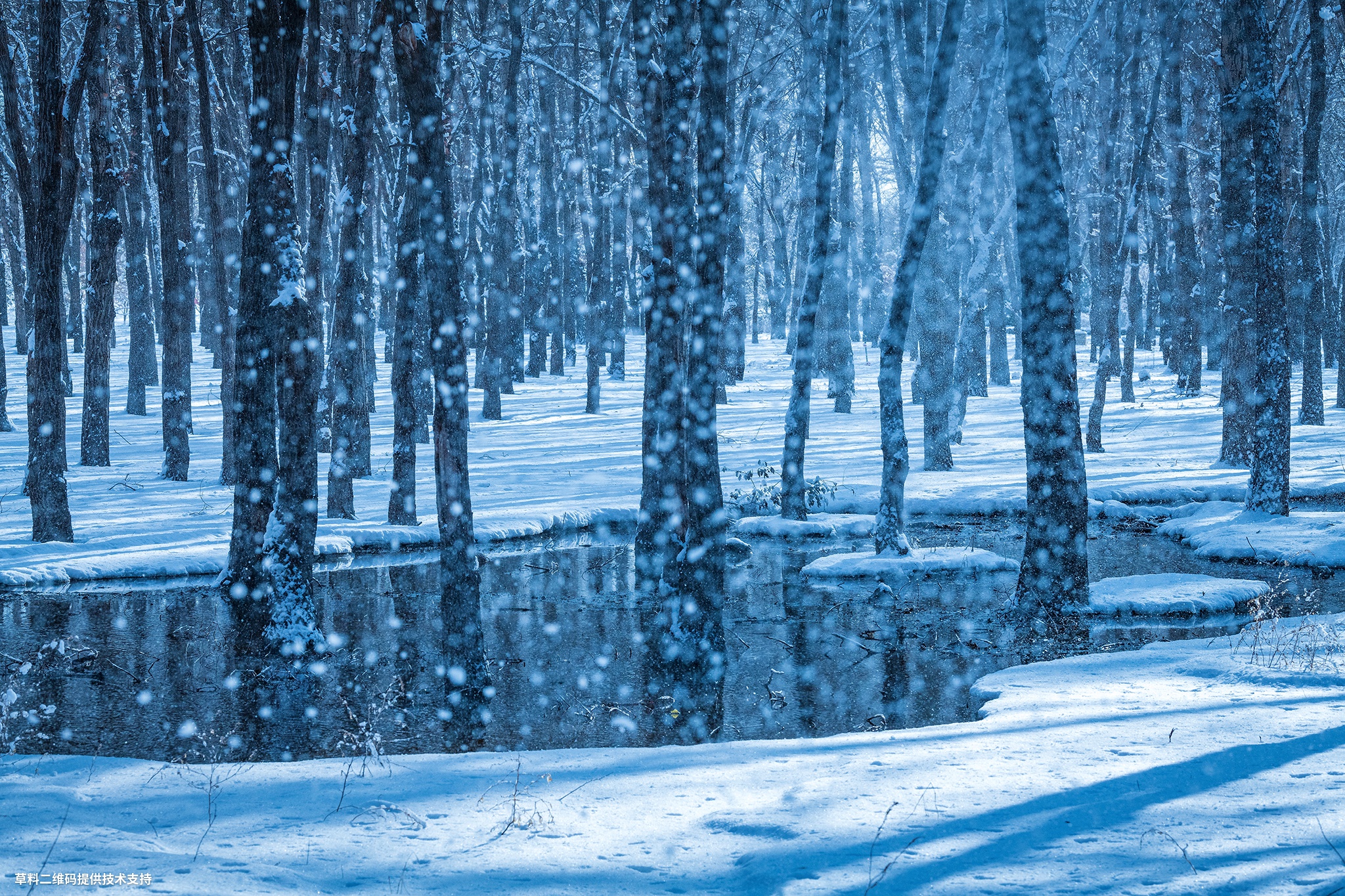 郭桂香《雪舞魅影》nikon