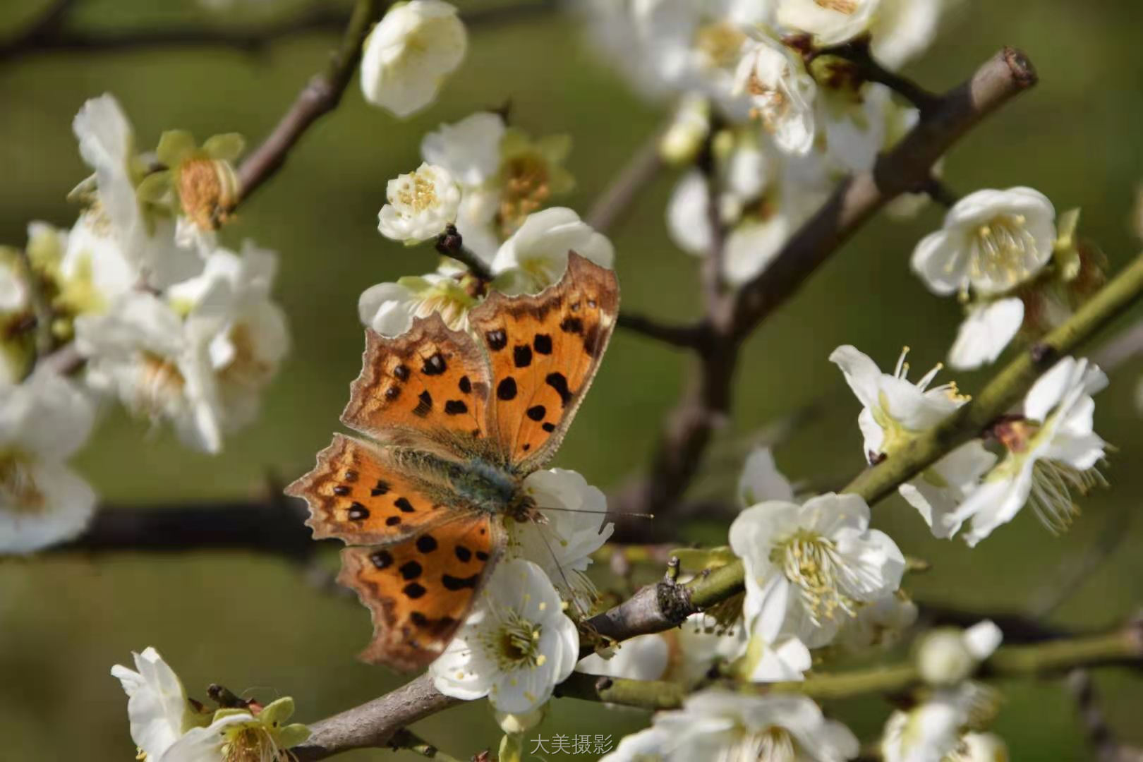 青松 《蝶恋花》 Nikon.jpg