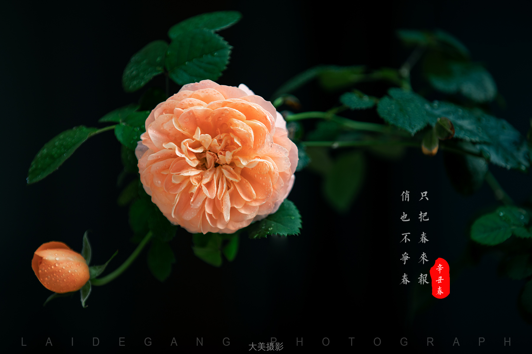 赖刚 《绽放》 Canon.jpg
