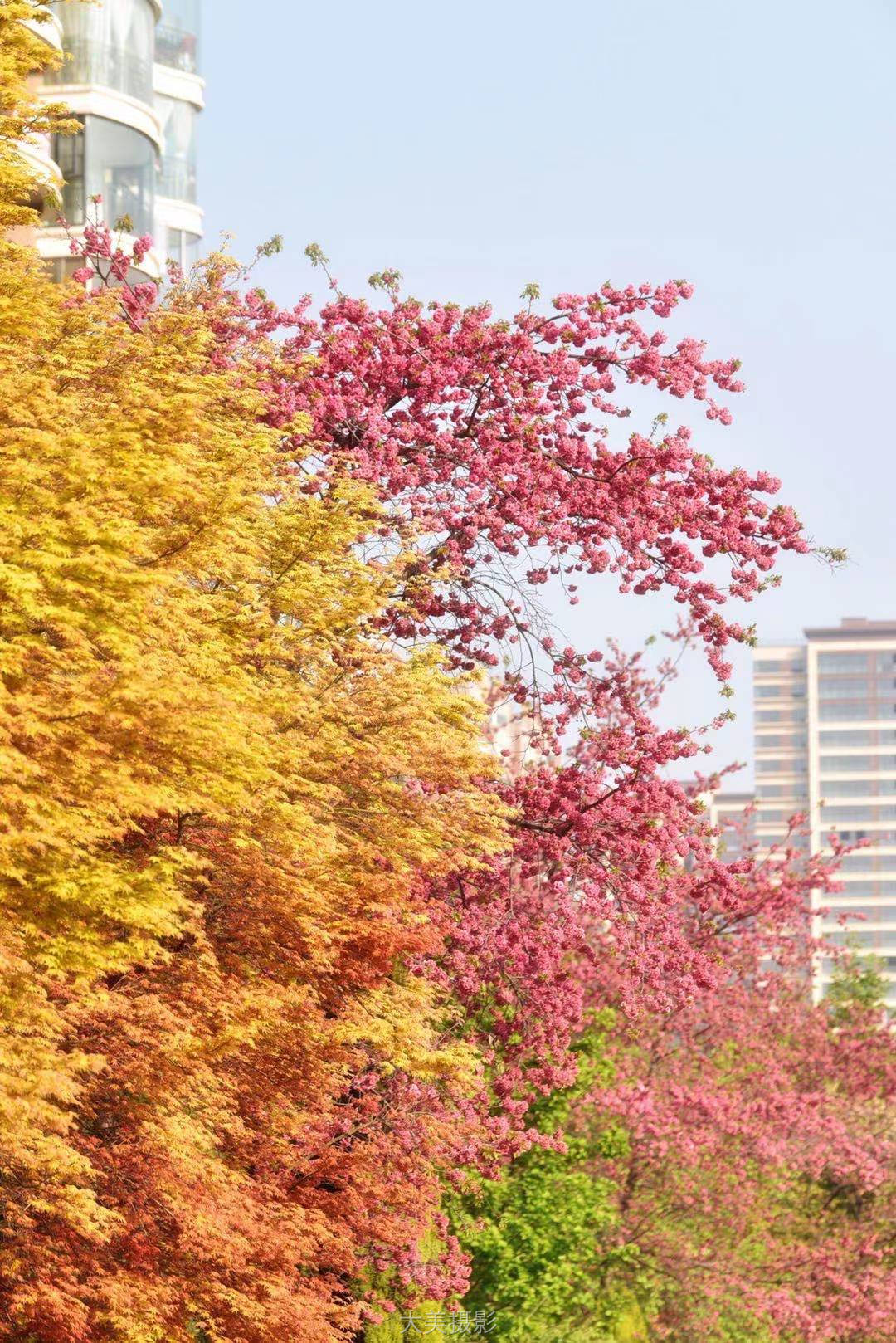沙荣发 《春色撩人》 Nikon.jpg