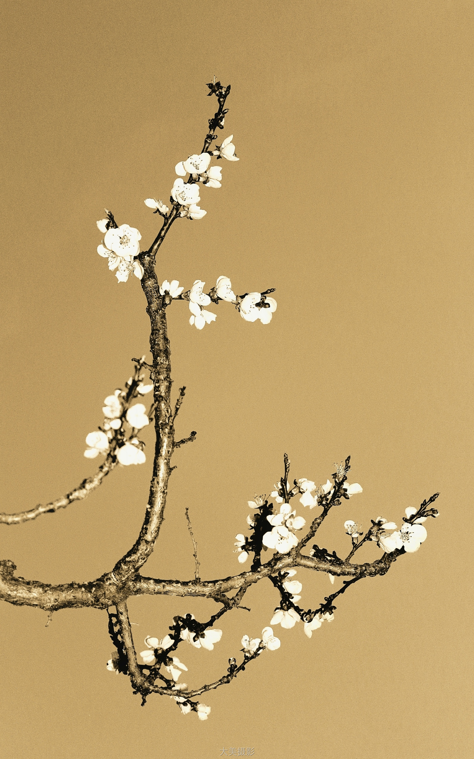 秦永新《杏花图》 Canon.jpg